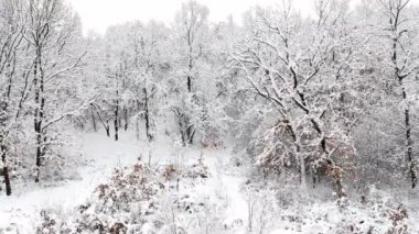 Kışın kar ile kaplı ormanın havadan görünümü
