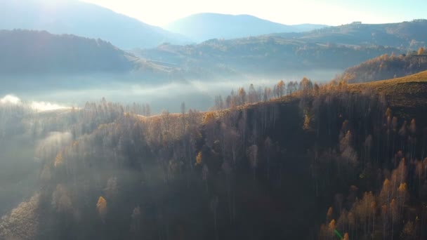 Vue aérienne d'automne au-dessus de la forêt colorée, en Transylvanie 