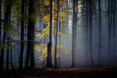 Bir ormanda, Transilvanya sisli sonbahar manzara