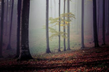 Bir ormanda, Transilvanya sisli sonbahar manzara