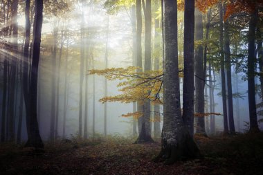 Bir ormanda, Transilvanya sisli sonbahar manzara