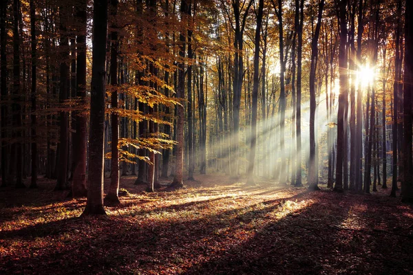 Güzel bir ormanın sonbahar manzara