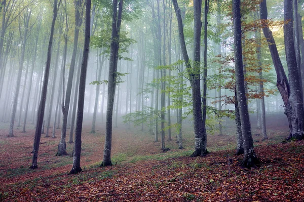 Jesienny Krajobraz Las — Zdjęcie stockowe
