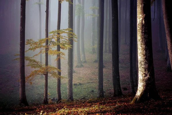 Bir ormanda, Transilvanya sisli sonbahar manzara