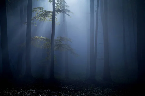 Paysage Brumeux Automne Une Belle Forêt Lever Soleil — Photo