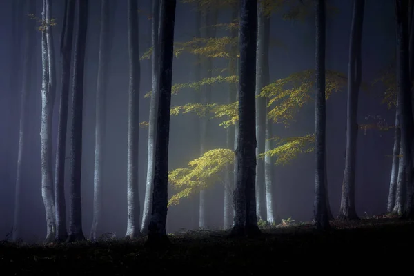 Paysage Brumeux Automne Une Belle Forêt Lever Soleil — Photo