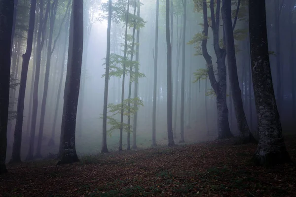 Podzimní Mlhavé Krajiny Krásného Lesa Transylvánii — Stock fotografie