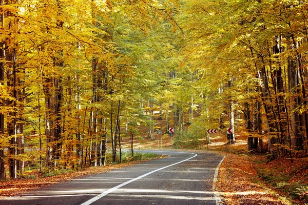 Mountain road through a beautiful forest, in autumn