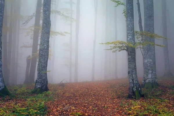 日の出の美しい森の秋霧の風景 — ストック写真