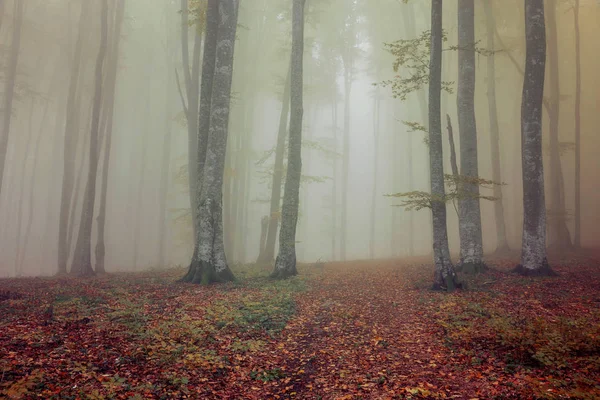 日の出の美しい森の秋霧の風景 — ストック写真