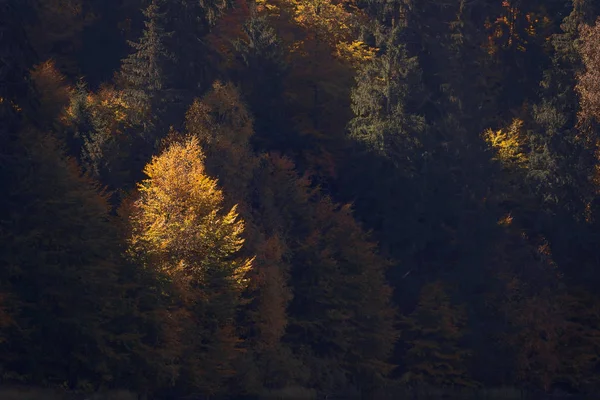 トランシルヴァニア地方の秋の風景 — ストック写真