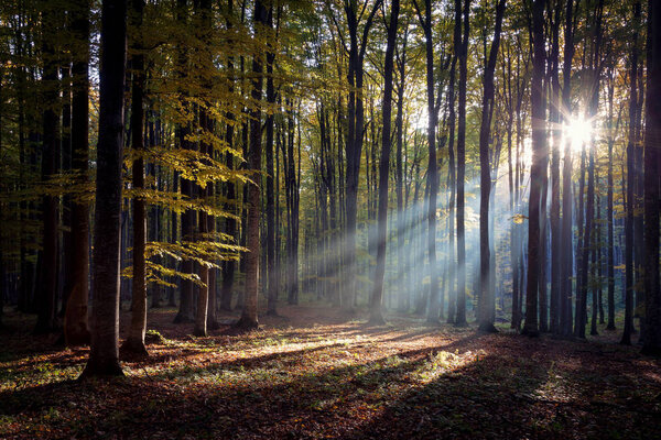 Autumn foggy landscape of a beautiful forest, in Transylvania