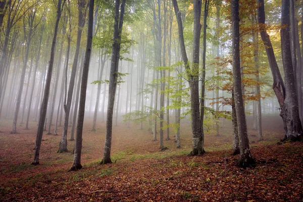 Jesienne Mglisty Krajobraz Pięknym Lesie Transylwanii — Zdjęcie stockowe