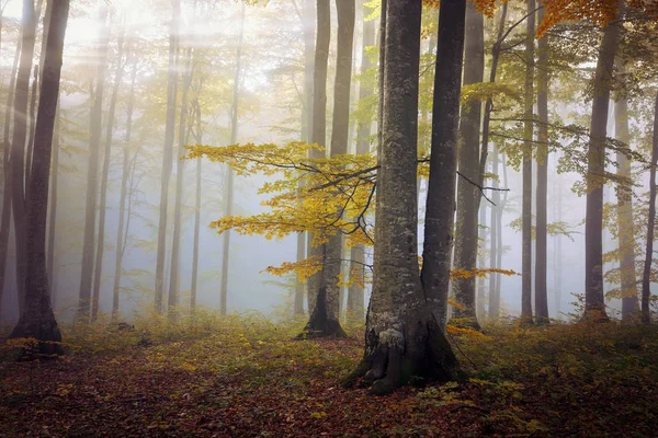 Paesaggio Nebbioso Autunnale Una Bella Foresta All Alba — Foto Stock