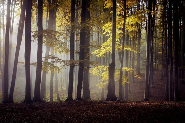 Sunrise adlı güzel bir ormanın sisli sonbahar manzara