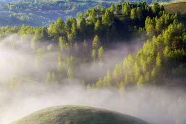 Sunrise sisli manzara güzel ormandaki Transylvani - Romanya