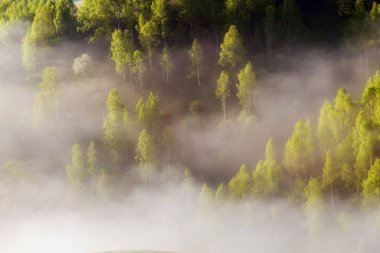 Yaz sisli gündoğumu Transylvania'da güzel orman