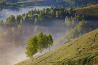 Sunrise sisli manzara güzel ormandaki Transylvani - Romanya