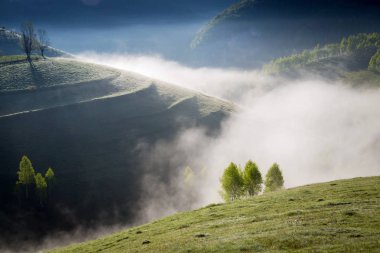 Sunrise sisli manzara güzel ormandaki Transylvani - Romanya