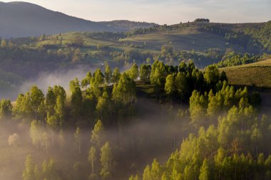 Sunrise sisli manzara güzel ormandaki Transylvani - Romanya