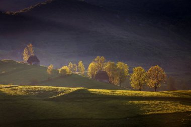 Yaz yeşil çayır Transylvania'da peyzaj