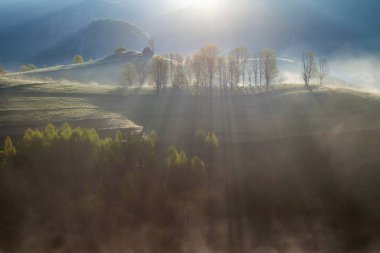 Yaz sisli gündoğumu Transylvania'da güzel orman