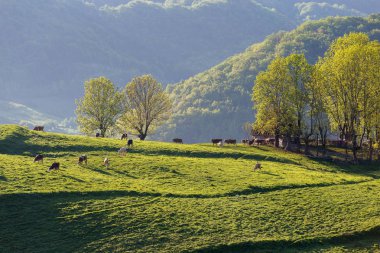 Yaz yeşil çayır Transylvania'da peyzaj