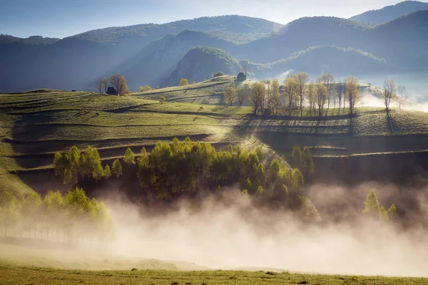 Καλοκαίρι Ομίχλη Ανατολή Του Ηλίου Από Όμορφο Δάσος Στην Τρανσυλβανία — Φωτογραφία Αρχείου