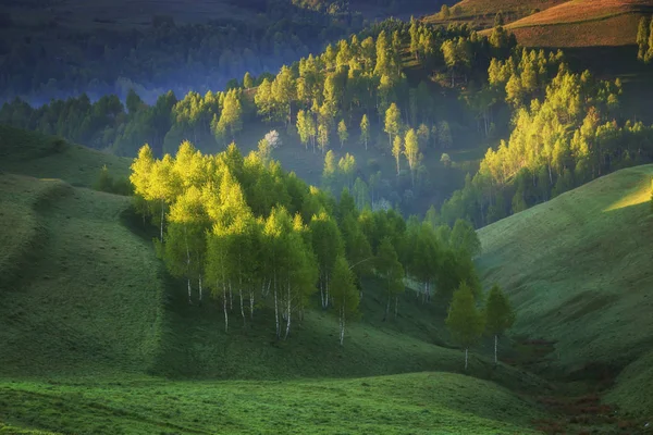 Sunrise sisli manzara güzel ormandaki Transylvani - Romanya