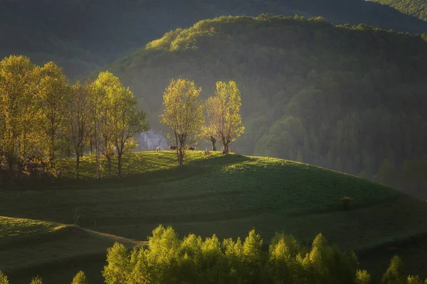 Paisagem Verão Prado Verde Transilvânia — Fotografia de Stock
