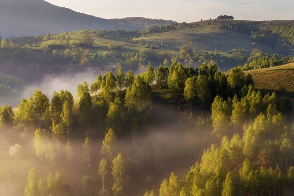 Sunrise Dimmigt Landskap Den Vackra Skogen Transylvani Rumänien — Stockfoto