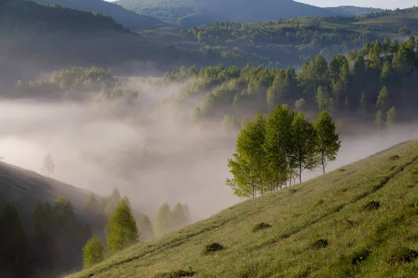 Sommer Neblig Sonnenaufgang Des Schönen Waldes Transsilvanien — Stockfoto