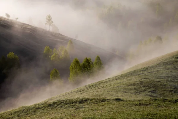 Amanecer Niebla Paisaje Del Hermoso Bosque Transilvani Rumania —  Fotos de Stock