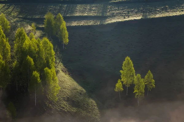 Amanecer Niebla Paisaje Del Hermoso Bosque Transilvani Rumania —  Fotos de Stock