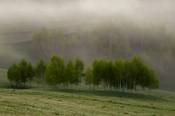 Καλοκαίρι Ομίχλη Ανατολή Του Ηλίου Από Όμορφο Δάσος Στην Τρανσυλβανία — Φωτογραφία Αρχείου