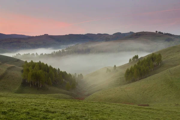 Sommaren Dimmig Soluppgång Den Vackra Skogen Transsylvanien — Stockfoto