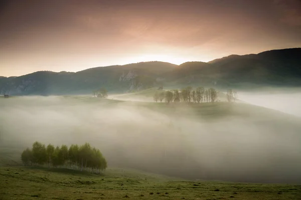 Été Lever Soleil Brumeux Belle Forêt Transylvanie — Photo