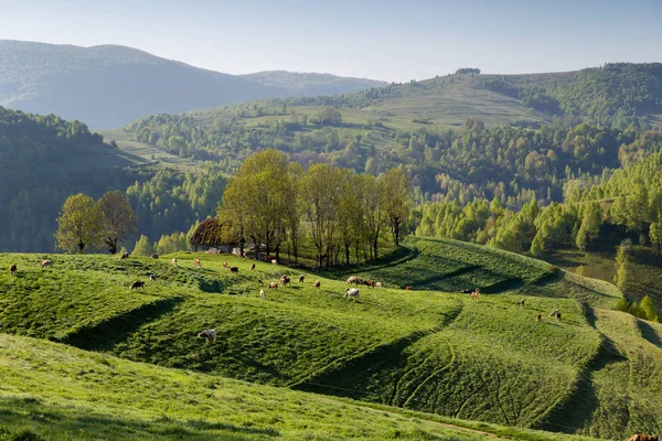 Sommarlandskap Gröna Ängen Transsylvanien — Stockfoto