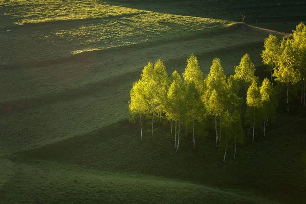 Lever Soleil Été Bord Forêt Transylvanie — Photo