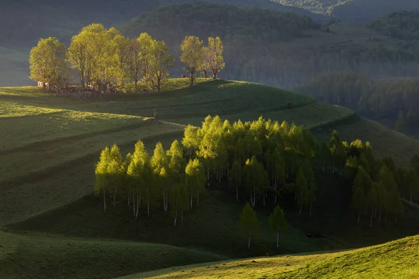 Καλοκαίρι Ξημέρωμα Στην Άκρη Του Δάσους Στην Τρανσυλβανία — Φωτογραφία Αρχείου