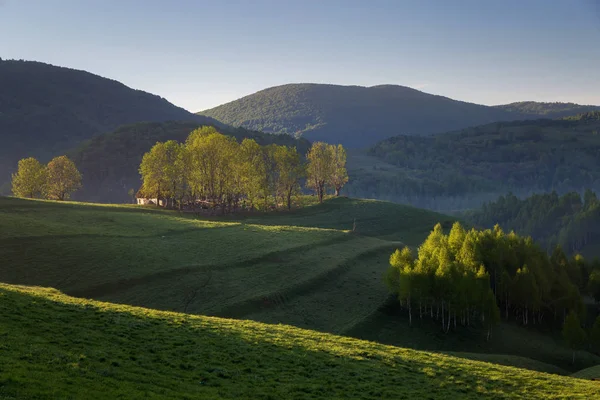 Sommaren Soluppgången Vid Skogskanten Transsylvanien — Stockfoto