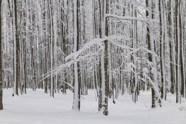Kış manzarası güzel orman