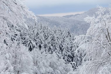 Kış manzarası güzel orman