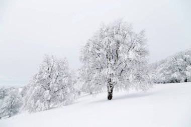 Kış manzarası güzel orman