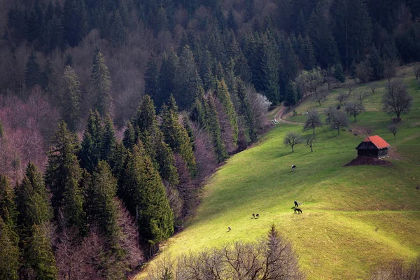 Tavaszi Táj Erdélyben Romániában — Stock Fotó