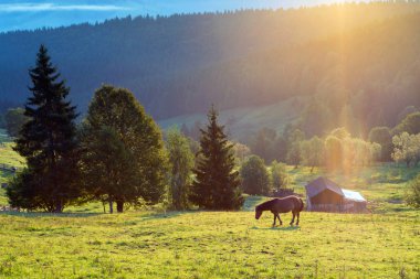 Summer rural landscape in Romania clipart
