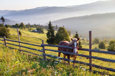 Romanya yaz kırsal manzara