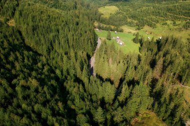 Yeşil orman üzerinde havadan görünümü