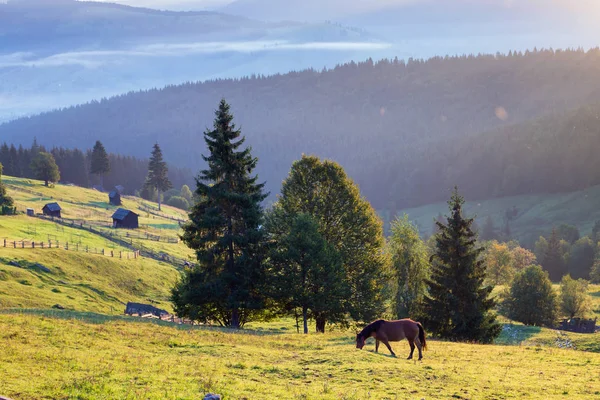 Sommer Ländliche Landschaft Rumänien — Stockfoto