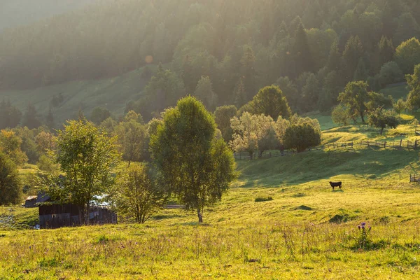 Paisaje Rural Verano Rumania —  Fotos de Stock